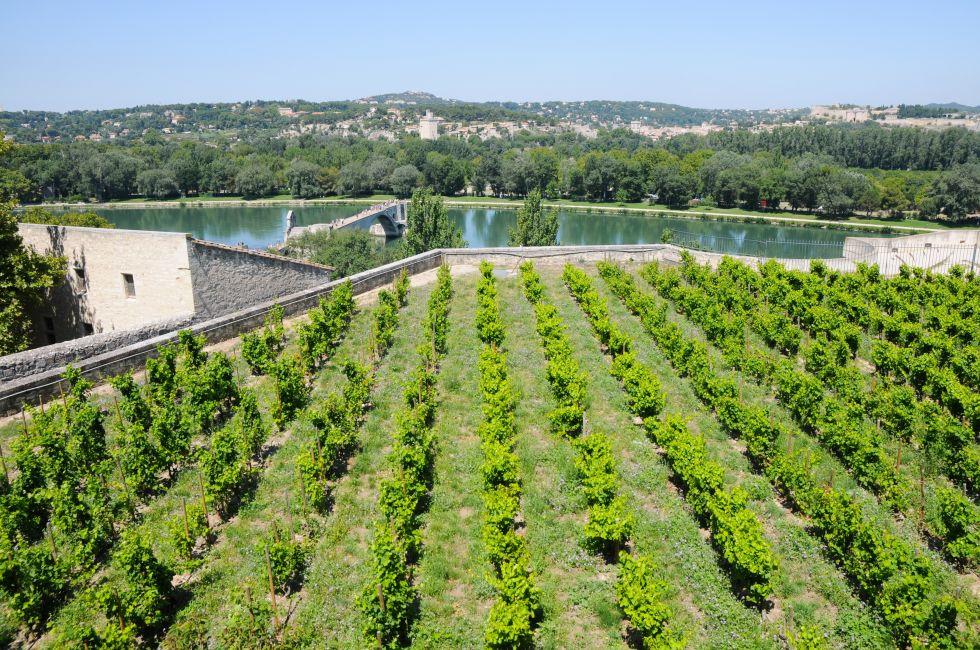 Small vineyard in Rocher des Doms (Dom Rock Park) with Pont Saint-Benezet on background in Avignon, France; 