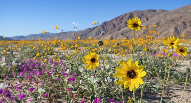 Wildflowers, Desert, Anza Borrego Desert State Park, California