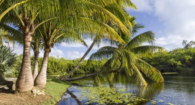 Pond, Queen Elizabeth II Botanic Park, Cayman Islands, Caribbean