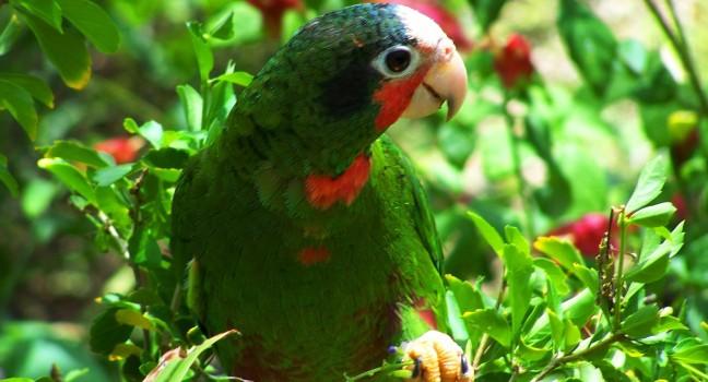 Brac Parrot Reserve