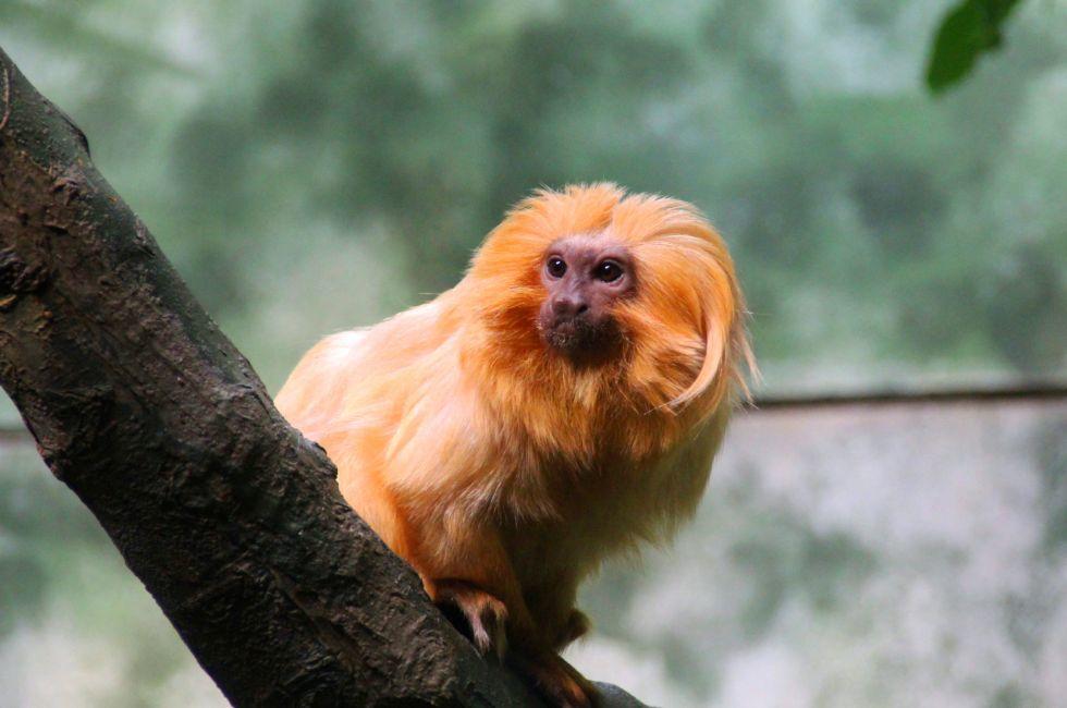 A Golden Lion Tamarin Monkey at Frankfurt Zoo.