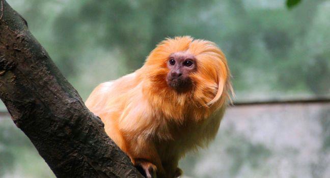 A Golden Lion Tamarin Monkey at Frankfurt Zoo.