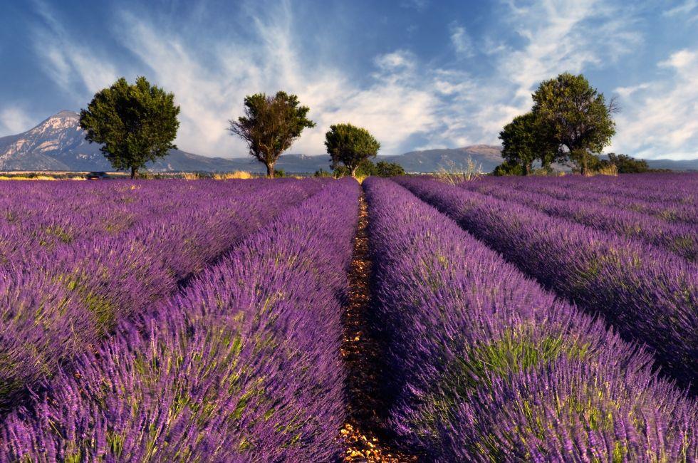 Lavender field in the region of Provence, southern France; 