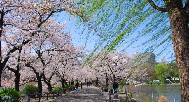 japanese sakura public park.