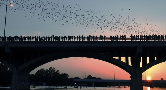 Congress Avenue Bridge bats in Austin during sunset.