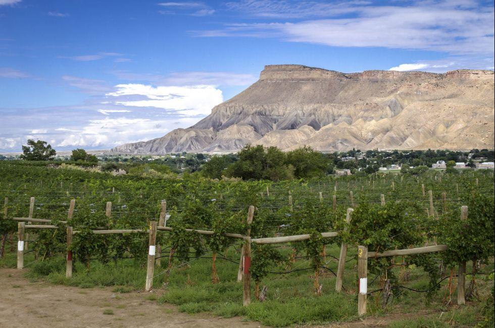 View of Book Cliff Mesas from Palisades Colorado vineyard at grape harvest; Shutterstock ID 154615616; Project/Title: Colorado ebook