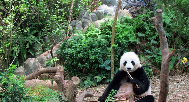 Panda, River Safari, Singapore Zoo, Singapore, Asia.