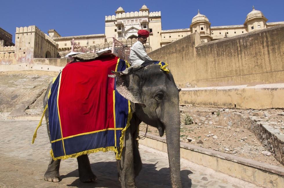 India, Rajasthan, Jaipur, the Amber Fort, elephant driver. Signed model release.
