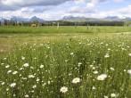 Beautiful farm scene in Montana near Glacier national park;