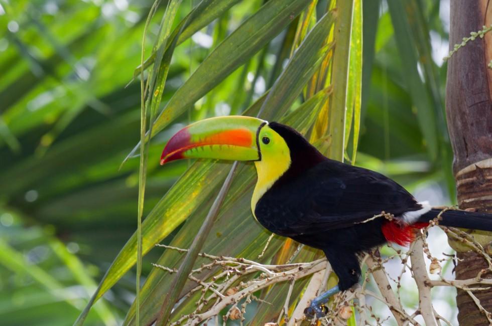 closeup of a keel billed toucan in the rainforest of Belize