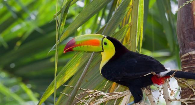 closeup of a keel billed toucan in the rainforest of Belize