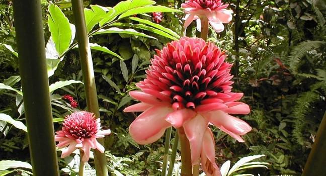 Flower, Torch Ginger, Diamond Falls Botanical Gardens and Mineral Baths, St. Lucia, Caribbean