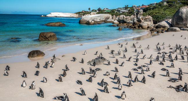 Penguins, Boulders Beach, Cape Town, South Africa, Africa