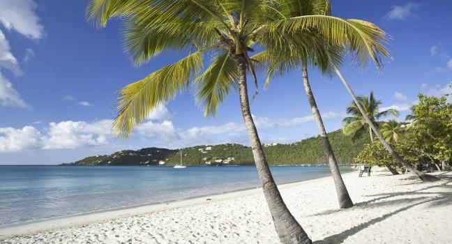 Coconut palms along Magens Bay beach on St. Thomas in US Virgin Islands;