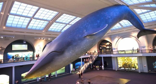 Whale, American Museum of Natural History, Upper West Side, New York City, New York, USA