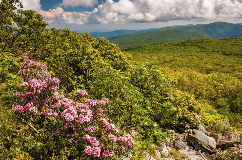 Mountain laurel and view of the Appalachians on Stony Man Mountain, in Shenandoah National Park, Virginia.;