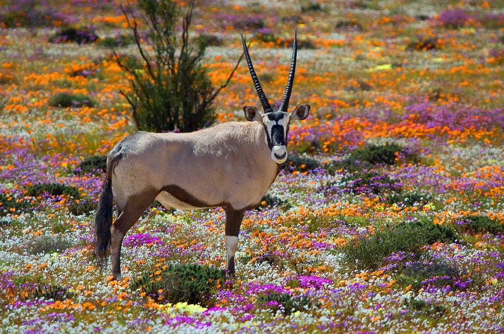 Oryx between flowers, Namaqualand, South Africa