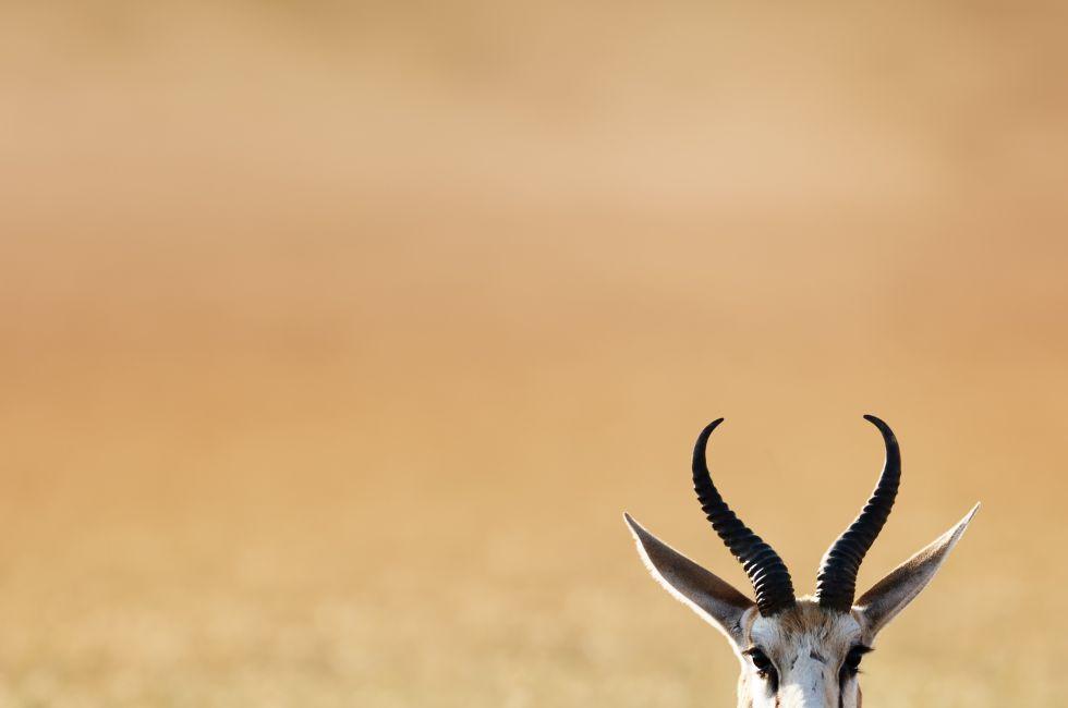 Springbok resting on green grass  - Antidorcas Marsupialis - Kalahari -  South Africa