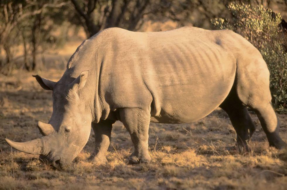White Rhino, Bela Bela, South Africa