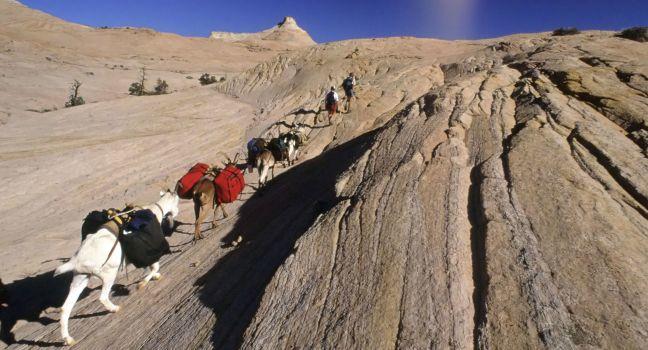goat packing in grand escalante staircase national park, Utah
