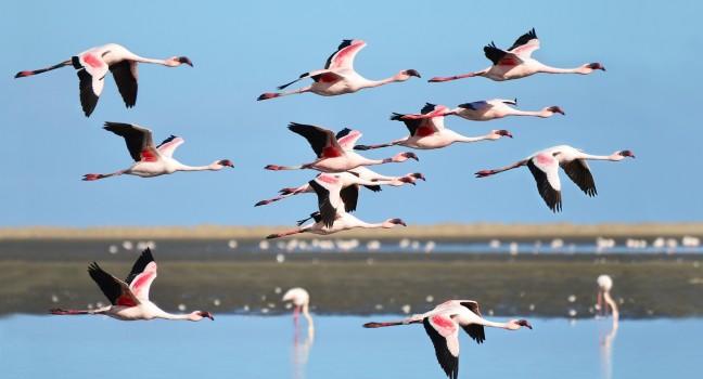 Lesser Flamingo, Phoenicopterus minor. Photographed in flight at the wetlands south of Walvis Bay Namibia.