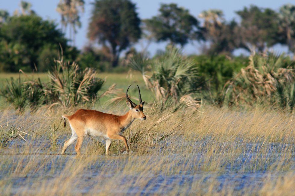 A lechwe strolls through the Okavango Delta in Botswana.