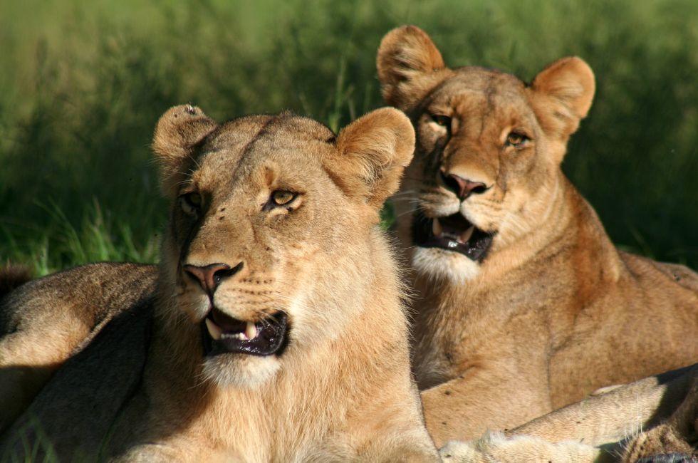Lionesses resting in shade, Botswana.