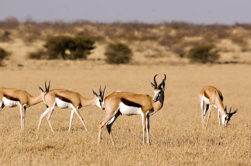 Springbok in Central Kalahari Game Reserve Botswana