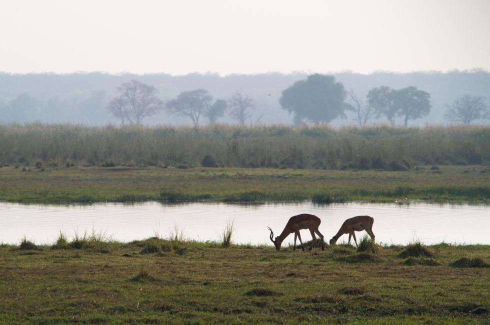 Two impalas feeding next to a swamp in Mahango National Park, Caprivi. 