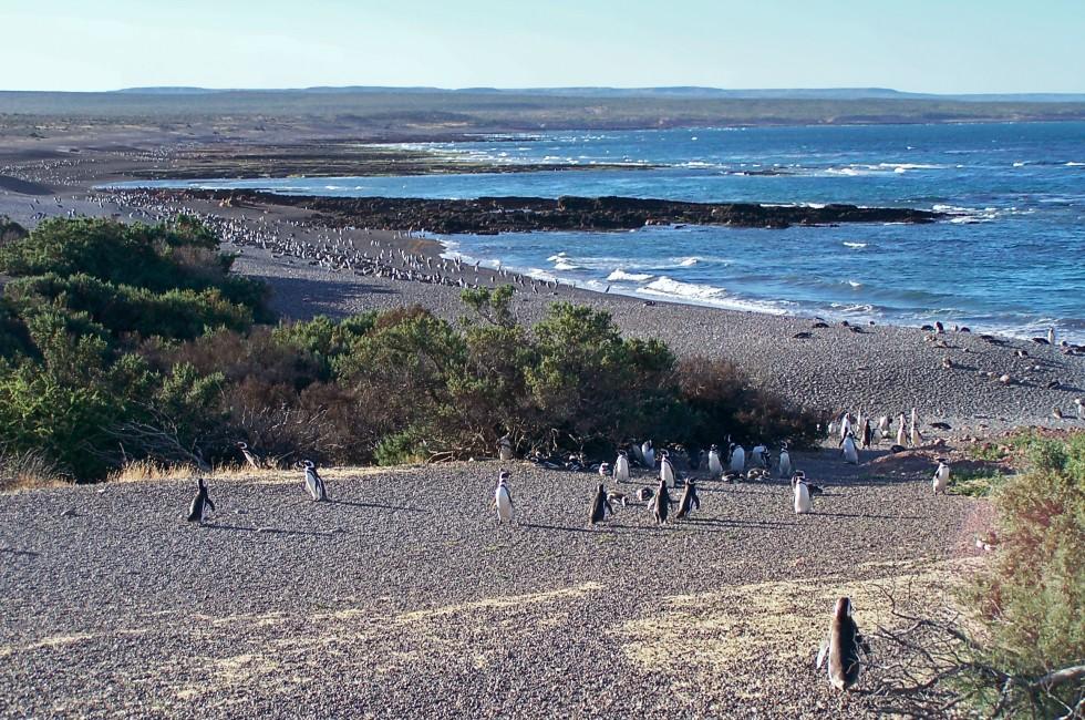 Magellan penguins in natural reserve Punto-Tombo (Argentina)