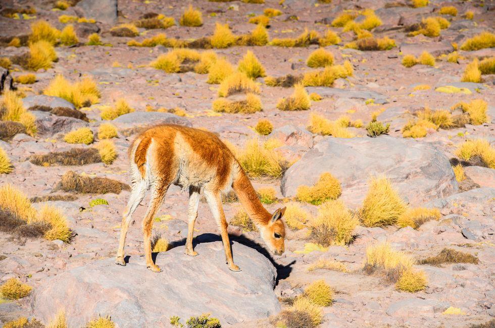 Lama in the Atacama desert, Chile