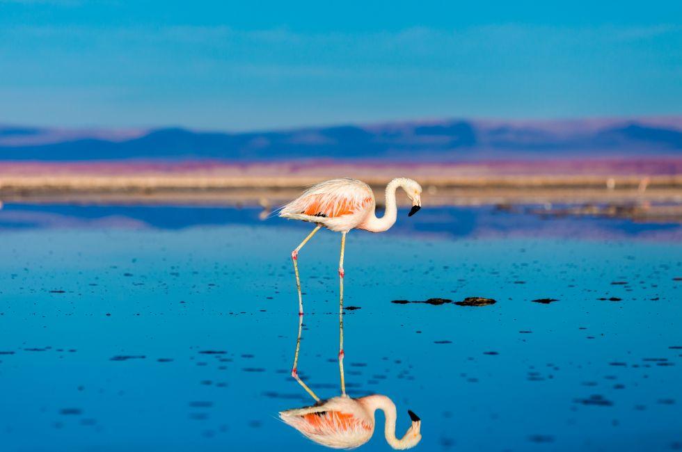Atacama Salar in Chile with Flamingo