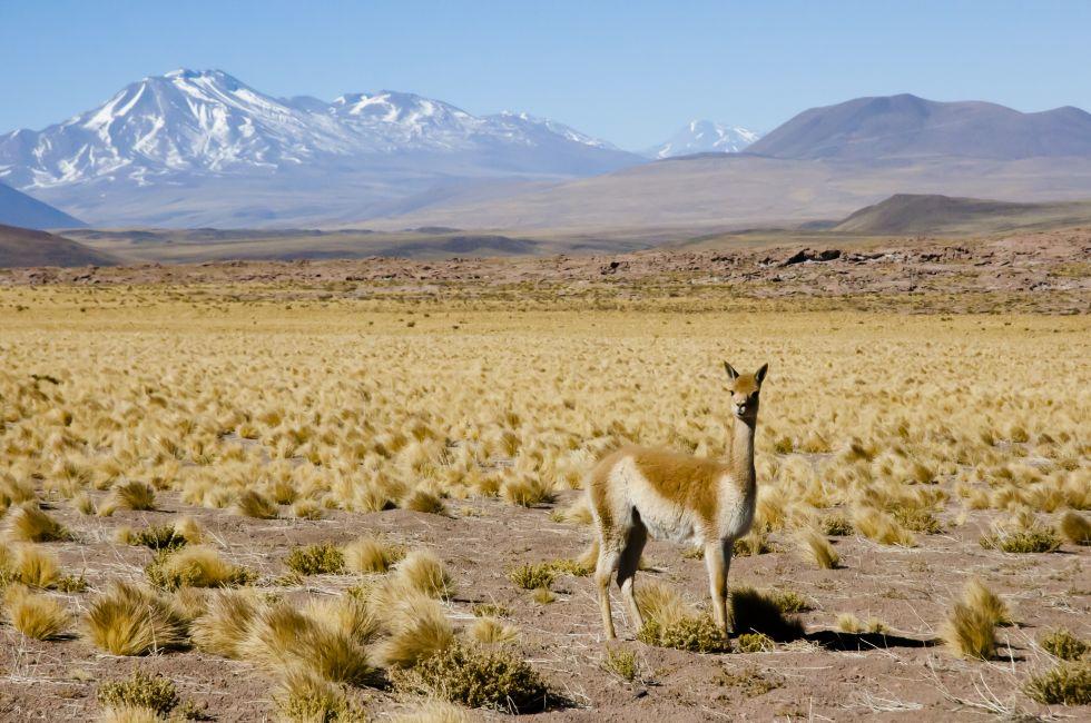 Vicuna in the Altiplano - Chile