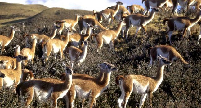 Guanaco, Camelid, Torres Del Paines National Park, Patagonia, chile, South America