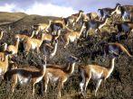 Guanaco, Camelid, Torres Del Paines National Park, Patagonia, chile, South America