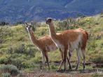 Two Guanacos in Torres Del Paine national park