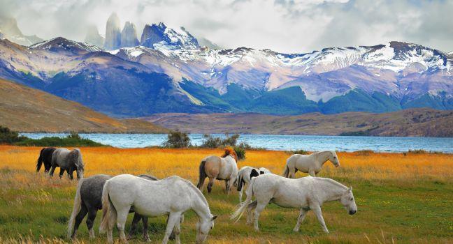 Beautiful white and gray horses grazing in a meadow near the lake. On the horizon, towering cliffs Torres del Paine