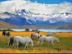 Beautiful white and gray horses grazing in a meadow near the lake. On the horizon, towering cliffs Torres del Paine