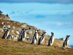 Many Magellanic penguins in natural environment on Magdalena island in Patagonia, Chile, South America