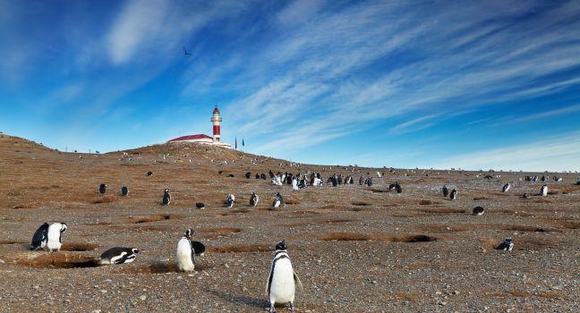 Colony of magellanic penguins on Magdalena island, Strait of Magellan, Chile
