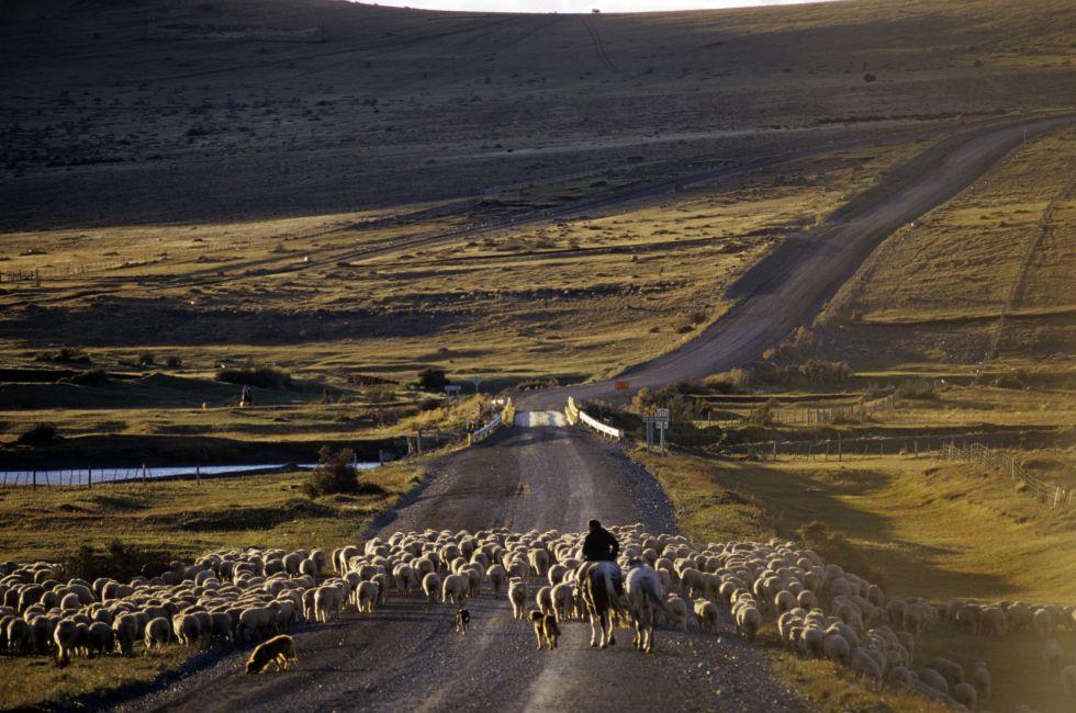 Gaucho with flock of sheep on road in Patagonia, Chile