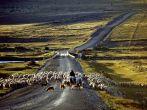Gaucho with flock of sheep on road in Patagonia, Chile