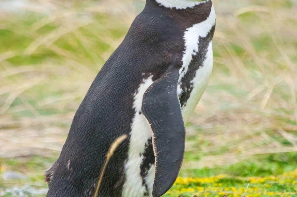 A side view of a magellanic penguin standing in a meadow in Punta Arenas, Chile.