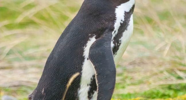 A side view of a magellanic penguin standing in a meadow in Punta Arenas, Chile.