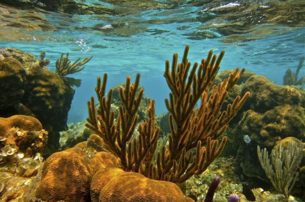 Belize Barrier Reef Corals.