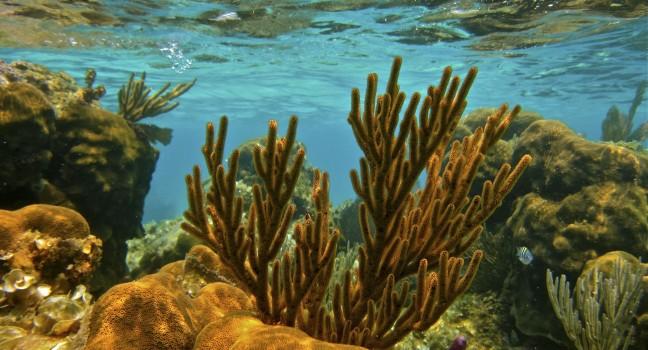 Belize Barrier Reef Corals.