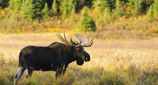 Wild Bull Moose in autumn, Spray Valley Provincial Park in Kananaskis Country Alberta Canada; Shutterstock ID 63274810; Project/Title: 10 Photography Safaris Worth Taking; Downloader: Melanie Marin