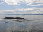 Fin whale, St Lawrence river, Quebec (Canada); 