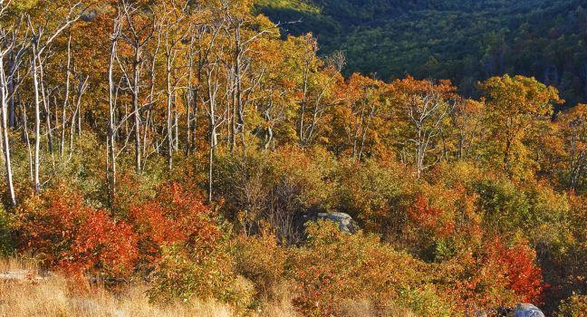 Autumn landscape with mountains in Shenandoah National park