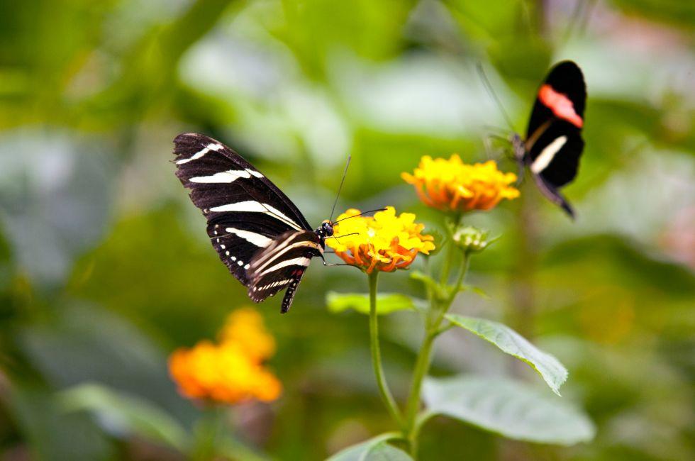 A beautiful butterflies on the Bodensee island Mainau, Germany.